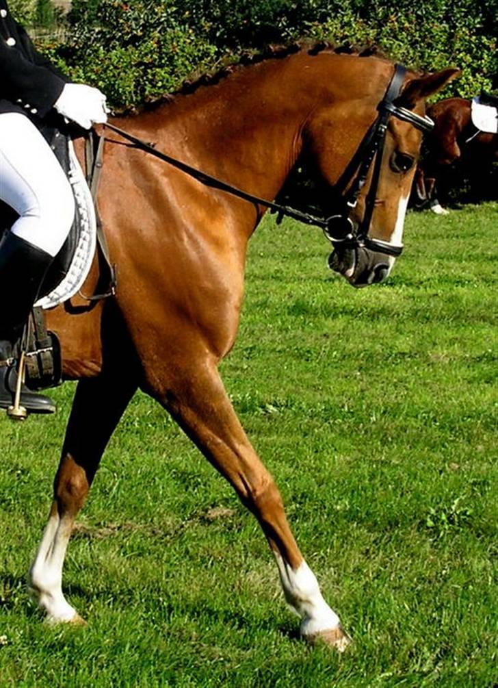 New Forest Rose  - klubmesterskaberne 08..  billede 15