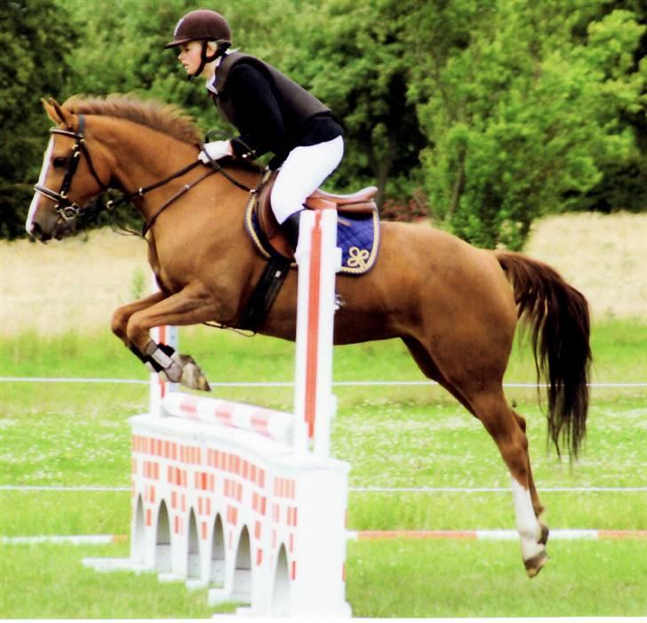 New Forest Rose  - LB billede 16