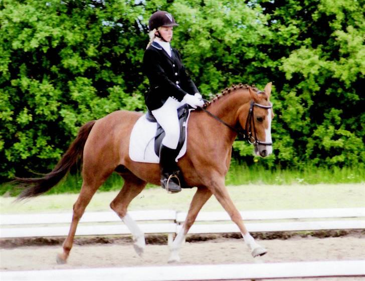 New Forest Rose  - vores første LA, vi vandt.  billede 17