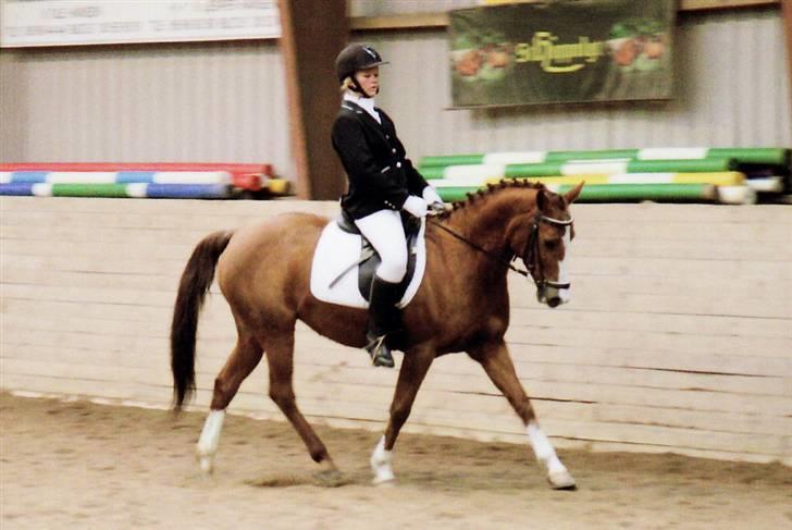 New Forest Rose  - længe siden.. billede 18