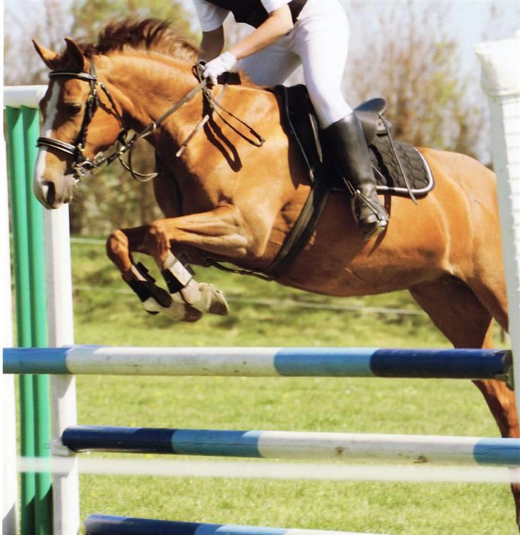 New Forest Rose  - ÆB  billede 19