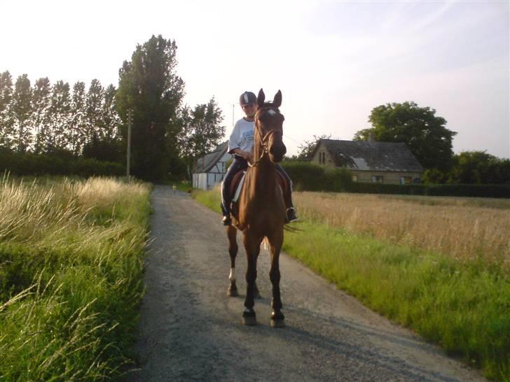 Anden særlig race Milton  billede 2