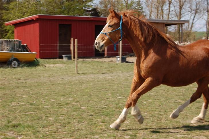 Anden særlig race Cindy <3 billede 10