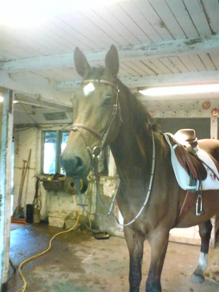 Anden særlig race Milton  billede 3