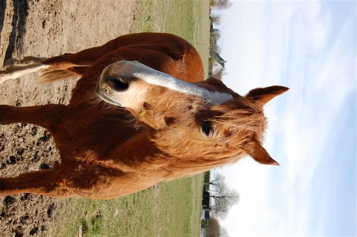 Anden særlig race Cindy <3 billede 11