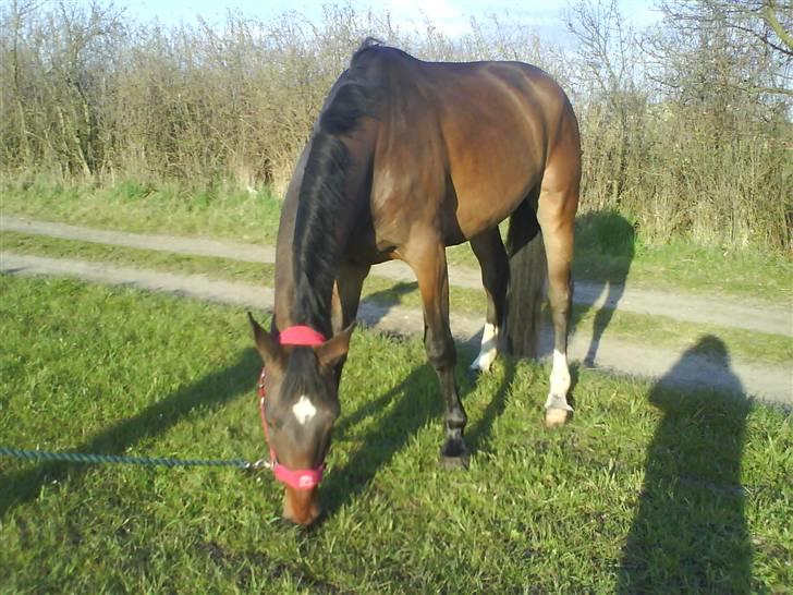 Anden særlig race Milton  billede 4