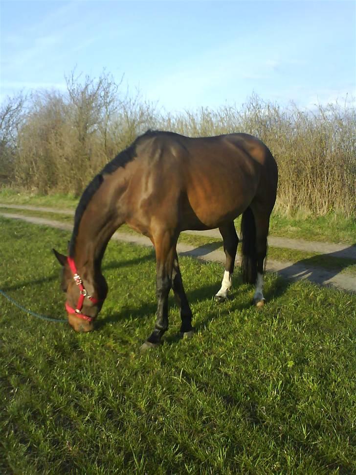 Anden særlig race Milton  billede 5