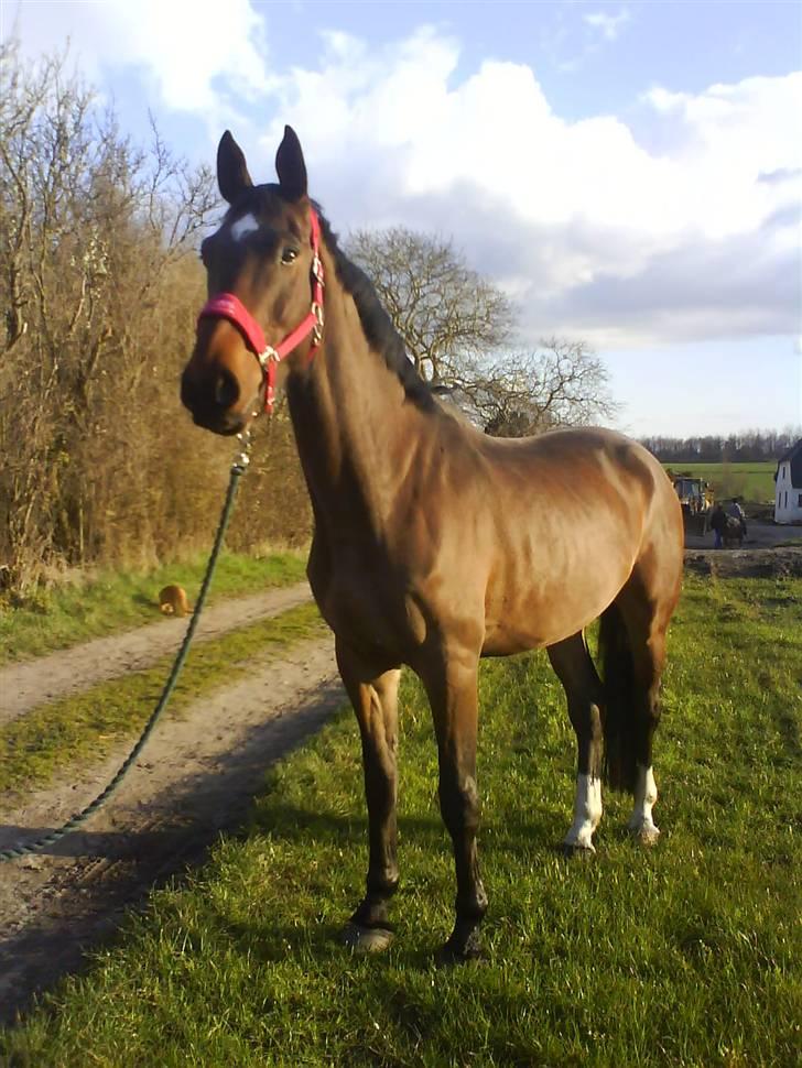 Anden særlig race Milton  billede 6