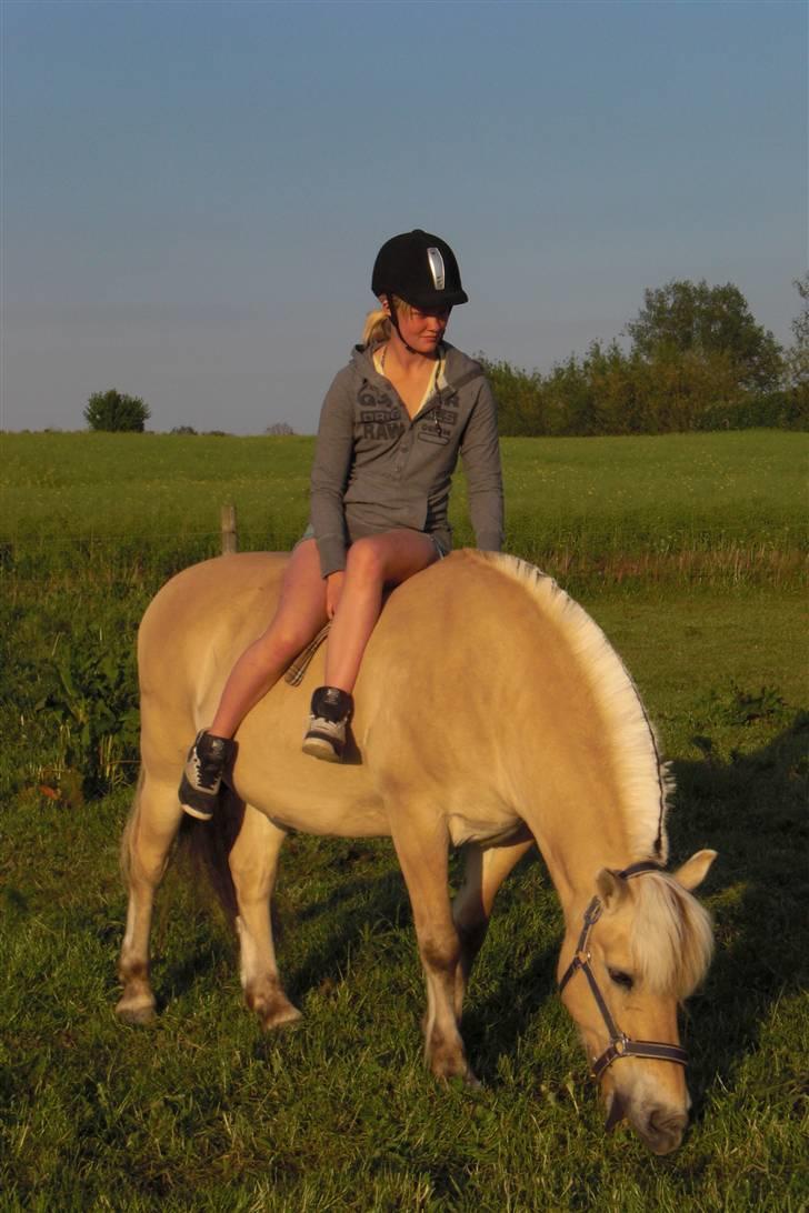 Fjordhest GasMads "solgt og savnet" - aften hygge i grime, med Tes, Jus, Stella og en hel del gras <3 billede 11