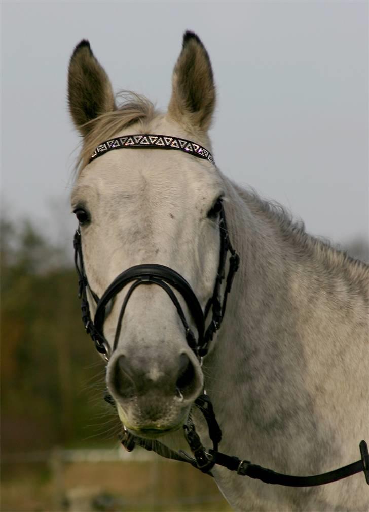 Dansk Varmblod Hoeck's Corina *For evigt elsket <3* - Cirkeline med sit fine nye BR pandebånd :D billede 9