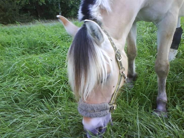 Fjordhest Theodor.. (Solgt) - elsker hans pandelok!! billede 1
