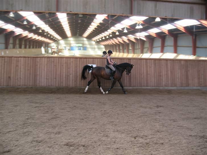 DSP Lintrupgaards FabianSolgt - Trav :D billede 6