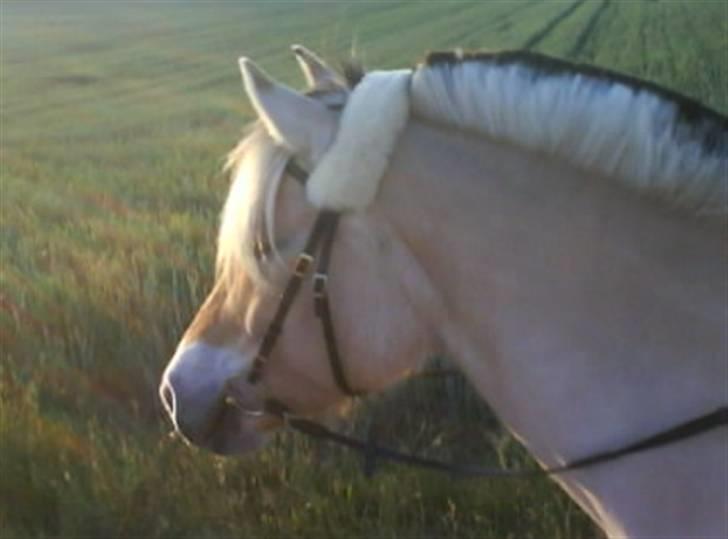 Fjordhest Theodor.. (Solgt) - uden næsebånd på tur!! wee! billede 2
