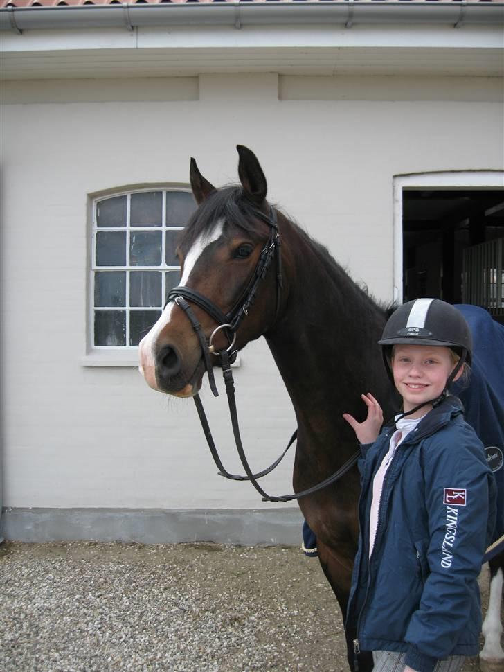 DSP Lintrupgaards FabianSolgt billede 7