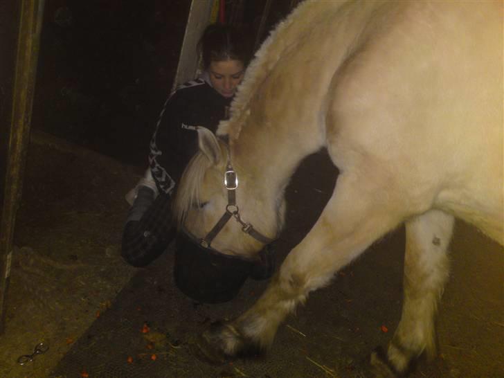 Fjordhest Theodor.. (Solgt) billede 3