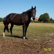 Dansk Varmblod Mai Melanie