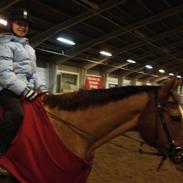 Fuldblod (XX) Jessica Grovefair *SOLGT*