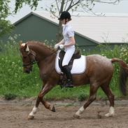 Hollandsk Sportspony Benton Harbour 