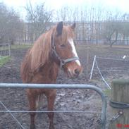 Anden særlig race Hubertus gammel passer