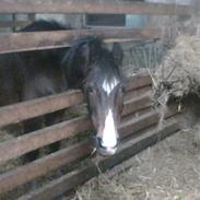 Welsh Pony af Cob-type (sec C) Basse |*MASJAS*|