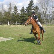 Frederiksborg Nadine Langløkkegård
