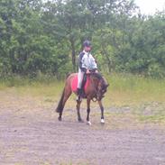 Welsh Pony af Cob-type (sec C) Oosteinds Melissa *Solgt*