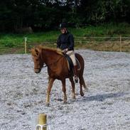 Islænder Hlín fra Stenholt