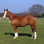 Dansk Varmblod Sødals Fabriana