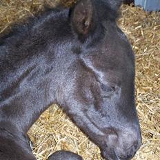 Tysk Oldenburger Sandsøgårds Saba