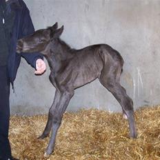 Tysk Oldenburger Sandsøgårds Saba