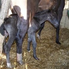 Tysk Oldenburger Sandsøgårds Saba