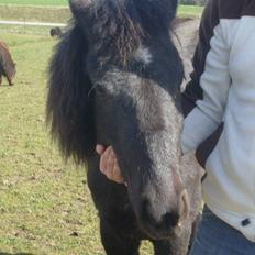 Anden særlig race Bella R.I.P. 