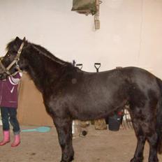 Anden særlig race Bella R.I.P. 