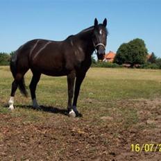 Dansk Varmblod Mai Melanie