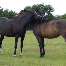 Dansk Varmblod Mai Melanie