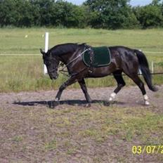 Dansk Varmblod Mai Melanie