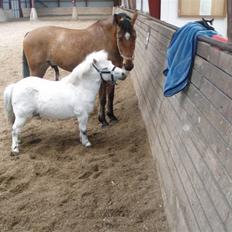 Shetlænder gnisten føste pony!  :D