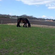 Belgier Polero *aflivet*
