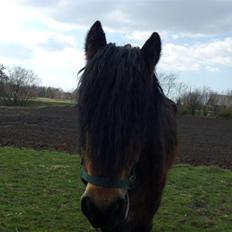 Belgier Polero *aflivet*