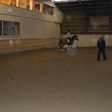 New Forest memory(gammel part) SAVN!