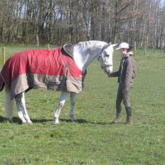 Dansk Varmblod Jestis Archimedes*solgt*