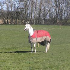 Dansk Varmblod Jestis Archimedes*solgt*
