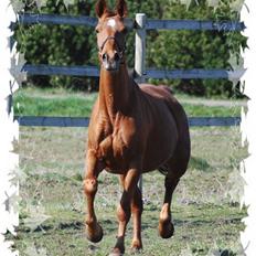 Dansk Varmblod Ninette *DØD* 