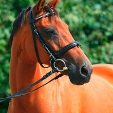 Dansk Varmblod Sivic