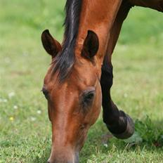 Dansk Varmblod Sivic