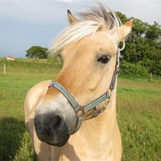 Fjordhest Nørgårdens Athene