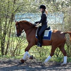 Anden særlig race Sierra