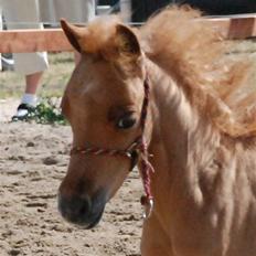 Dansk Miniature Egehøjs Red Hot Double Sh
