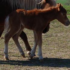 Dansk Miniature Egehøjs Red Hot Double Sh