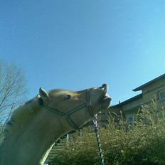 Fjordhest lukas ( savnet)